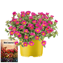 Afbeelding van Ms P12 Portulaca Fuchsia